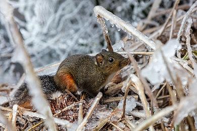 《怪物猎人崛起：曙光》PV2公开！迅速切换，巧妙冲锋！